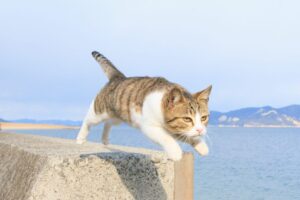 五十嵐健太『飛び猫』写真が集合！宝塚市立文化芸術センターで写真展
