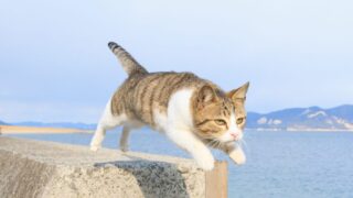 五十嵐健太『飛び猫』写真が集合！宝塚市立文化芸術センターで写真展