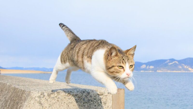 五十嵐健太『飛び猫』写真が集合！宝塚市立文化芸術センターで写真展