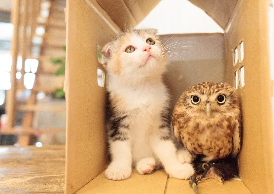 五十嵐健太『飛び猫』写真が集合！宝塚市立文化芸術センターで写真展