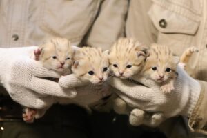 【神戸どうぶつ王国】“砂漠の天使” スナネコの赤ちゃんが誕生！