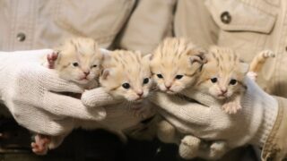 【神戸どうぶつ王国】“砂漠の天使” スナネコの赤ちゃんが誕生！