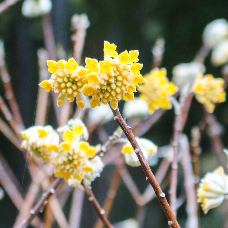 【朝来市】ミツマタの群生地で黄色の花が咲き始め。神子畑選鉱場跡