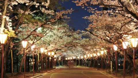 【加古川市】加古川市最大級の夜桜スポット！「日岡山公園」ぼんぼりライトアップ が3月19日（土）から開催