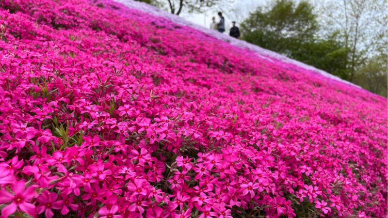 【姫路市】ヤマサ「芝桜の小道」21万株のシバザクラのじゅうたん