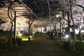 【宍粟市】夢公園で夜桜ライトアップ、4月10日まで