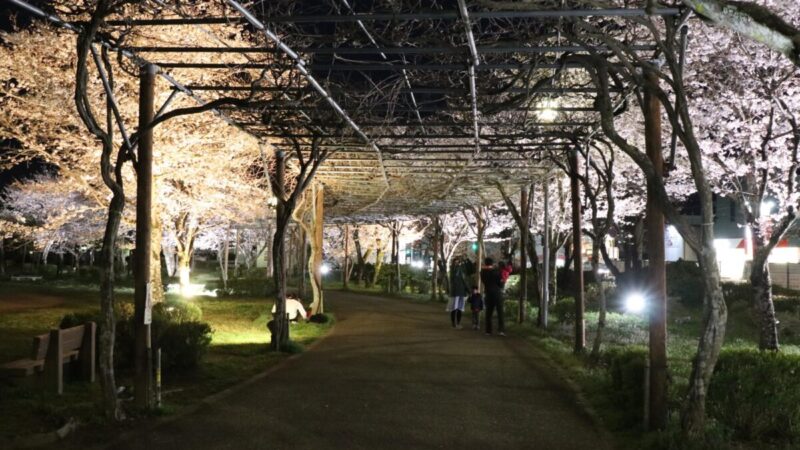 【宍粟市】夢公園で夜桜ライトアップ、4月10日まで
