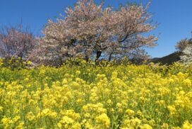 【朝来市】「朝来四季彩の丘」オープン。桜と菜の花が楽しめる！