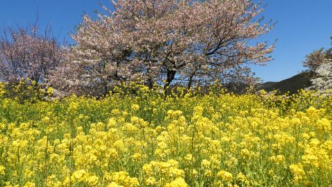 【朝来市】「朝来四季彩の丘」オープン。桜と菜の花が楽しめる！