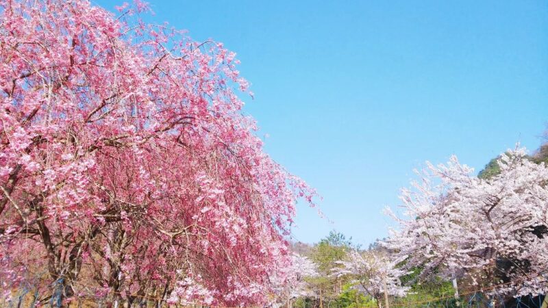 生野銀山への登り坂、垂れ桜が見ごろ