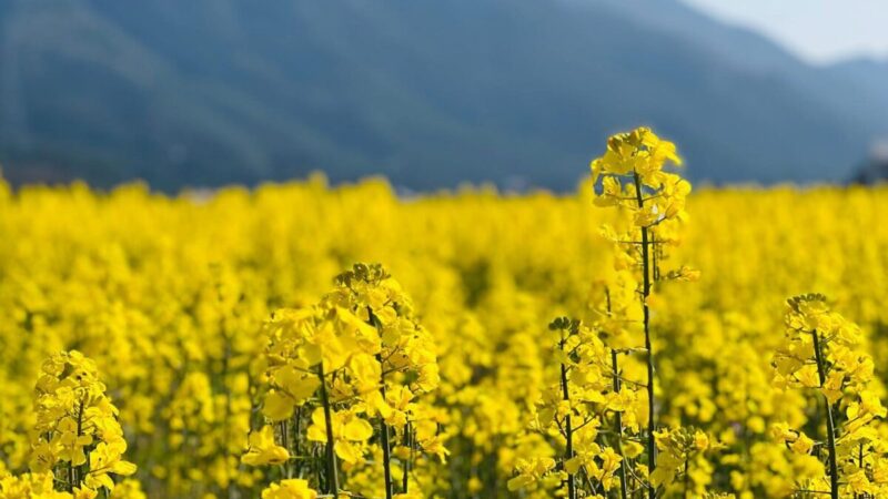 加美区観音寺から門村にかけて菜の花が満開│多可町