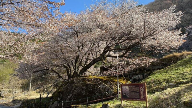 生野高原の「狗鷲桜」