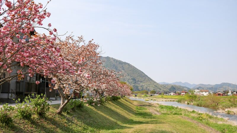 竹田　円山川沿いの桜
