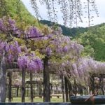 白井大町藤公園