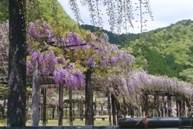 白井大町藤公園、令和7年より入園料価格改定│朝来市