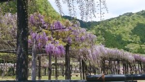 白井大町藤公園が4月28日より開園。500メートルの藤棚が織りなす絶景│朝来市