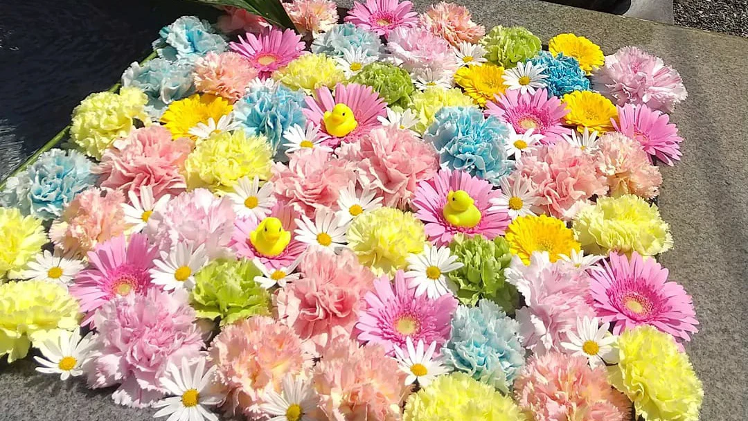 花手水も楽しめる！祝融山多聞寺の桜が見頃│加西市