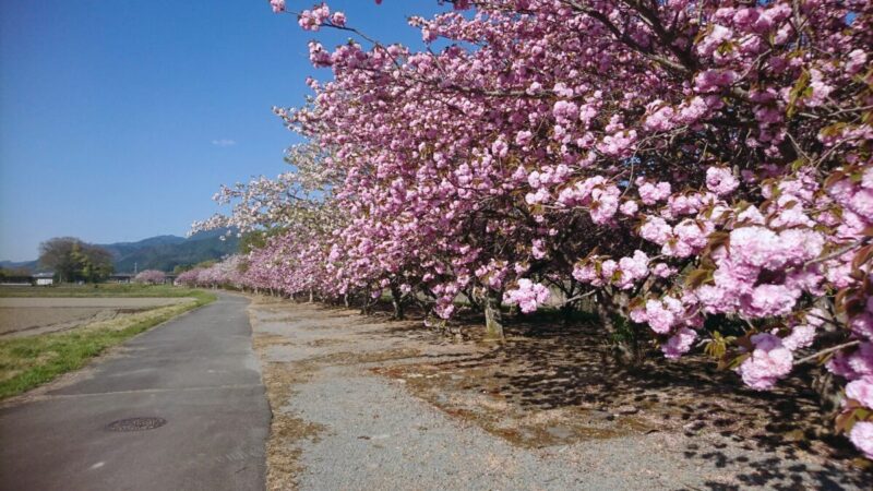 地元で愛される、八重桜スポットが見ごろ│神河町