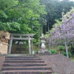 「虎と藤と」藤棚が見ごろに。小雨ふる十柱神社 - 市川町