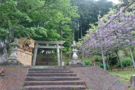 「虎と藤と」藤棚が見ごろに。小雨ふる十柱神社 – 市川町