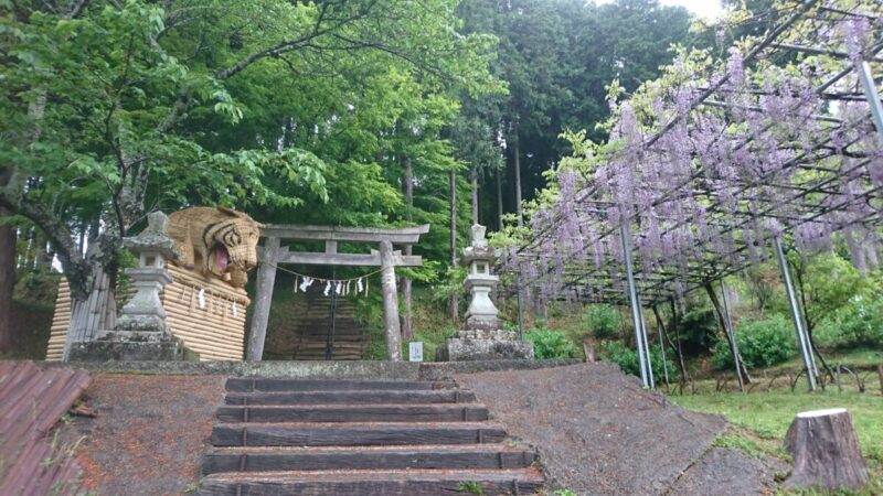 「虎と藤と」藤棚が見ごろに。小雨ふる十柱神社 - 市川町