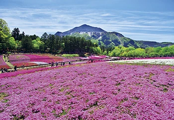 一度は行ってみたい花絶景ランキング発表！｜じゃらん