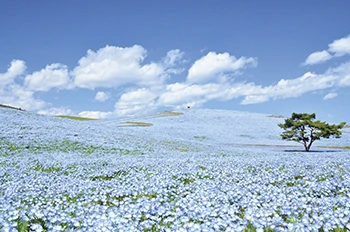 一度は行ってみたい花絶景ランキング発表！｜じゃらん