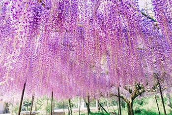 一度は行ってみたい花絶景ランキング発表！｜じゃらん