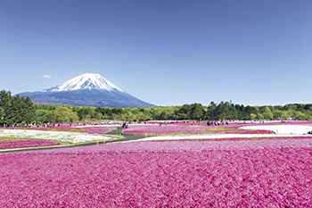 一度は行ってみたい花絶景ランキング発表！｜じゃらん