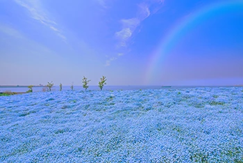 一度は行ってみたい花絶景ランキング発表！｜じゃらん