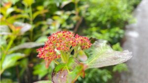 額咲きの山アジサイが咲きはじめ。20周年を迎える福崎町「あじさいの小道」