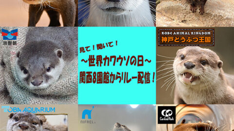 ５月最終水曜日は「 世界カワウソの日 」。関西８園館の合同配信イベントが開催