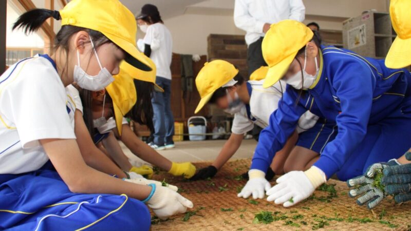 千種小中学生が合同で製茶体験。今年度から小中一貫校、交流の取り組み｜宍粟市