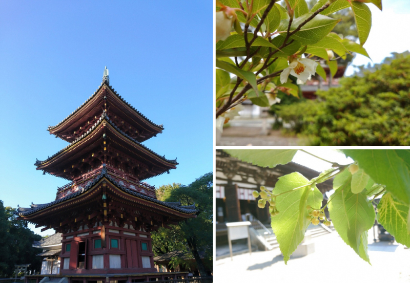 【加古川市】雨粒に打たれながら咲く沙羅の花。聖徳太子創建・鶴林寺の「沙羅の木」が見頃