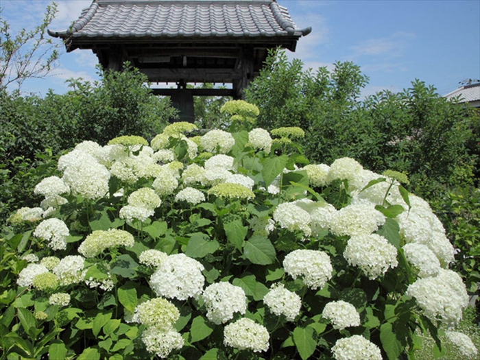 【加古川市】花の寺・円照寺の「アジサイ」が見頃に。境内を彩る約90種類のアジサイ