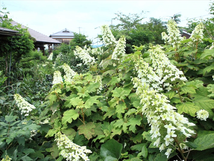 【加古川市】花の寺・円照寺の「アジサイ」が見頃に。境内を彩る約90種類のアジサイ