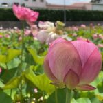 ヤマサ蒲鉾、初夏の名物「蓮の花苑」見ごろに｜姫路市