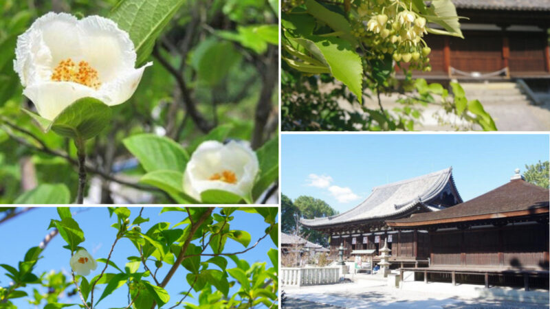 【加古川市】雨粒に打たれながら咲く沙羅の花。聖徳太子創建・鶴林寺の「沙羅の木」が見頃
