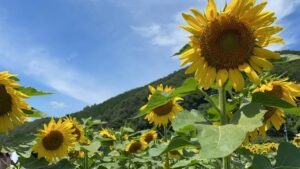 南光ひまわり畑