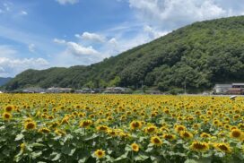 佐用町の夏の風物詩「南光ひまわり祭り」が7月19日より開催。イベントも盛りだくさん