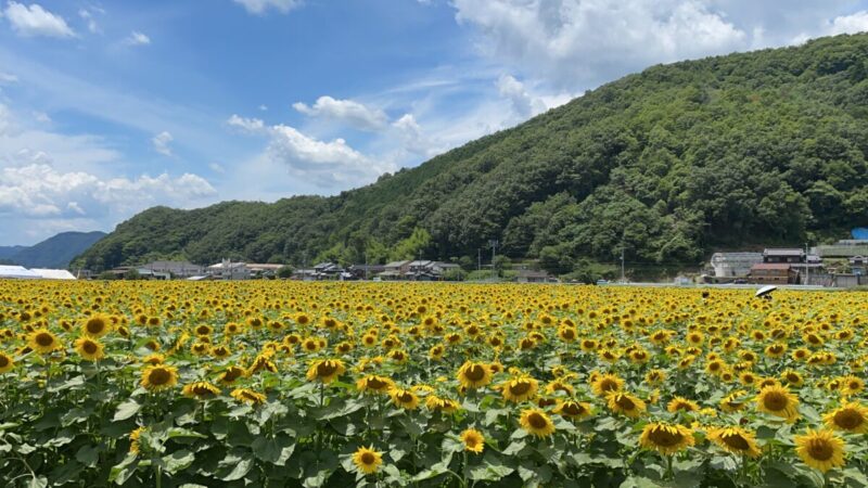南光ひまわり畑