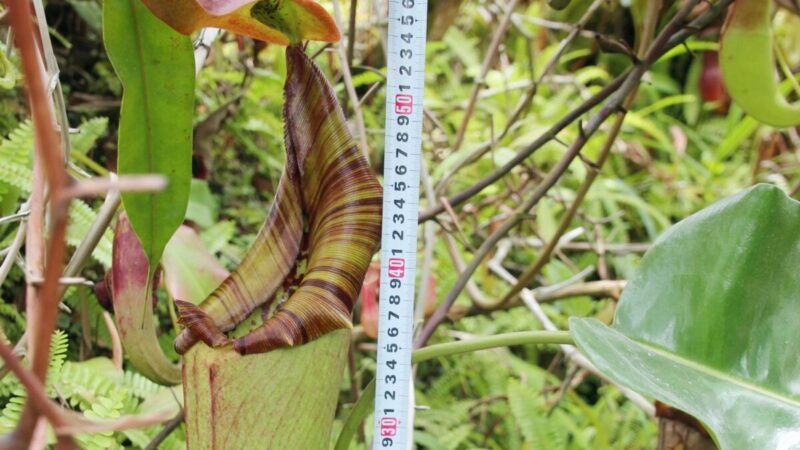 「最長のウツボカズラ補虫袋」ギネス世界記録に認定。県立フラワーセンター