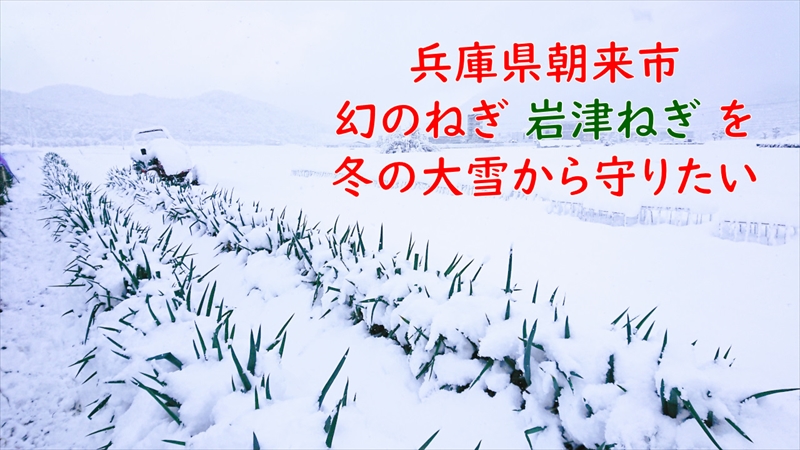 朝来市の「幻のねぎ 岩津ねぎ」を冬の大雪から守るため、クラウドファンディングにチャレンジ