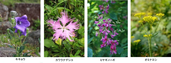立秋、六甲高山植物園での七草が開花