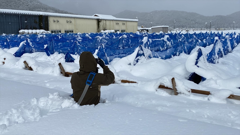 朝来市の「幻のねぎ 岩津ねぎ」を冬の大雪から守るため、クラウドファンディングにチャレンジ