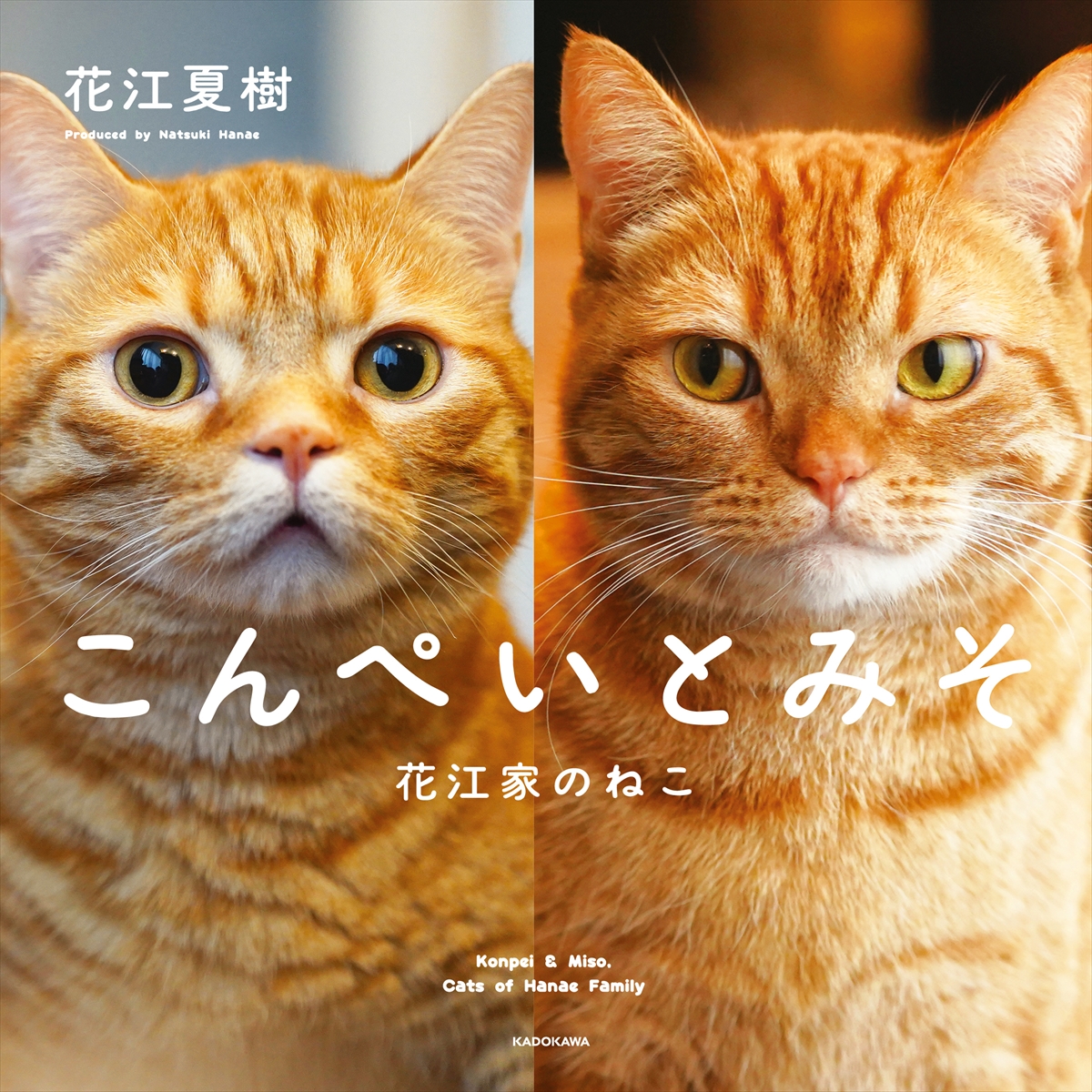 人気声優・花江夏樹が手掛けた初の猫写真集『こんぺいとみそ』が11月17日発売