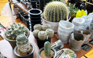 神河みどりのPARKで「緑魂祭 WEST」開催。多肉植物の展示販売│神河町