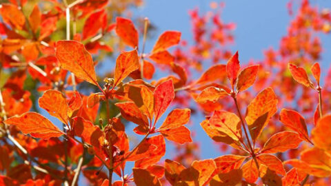 【神戸市】六甲高山植物園にて一足早く「紅葉」が見頃。夜間イベントも開催中