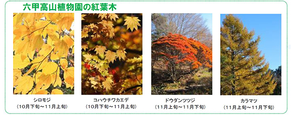 【神戸市】六甲高山植物園にて一足早く「紅葉」が見頃。夜間イベントも開催中
