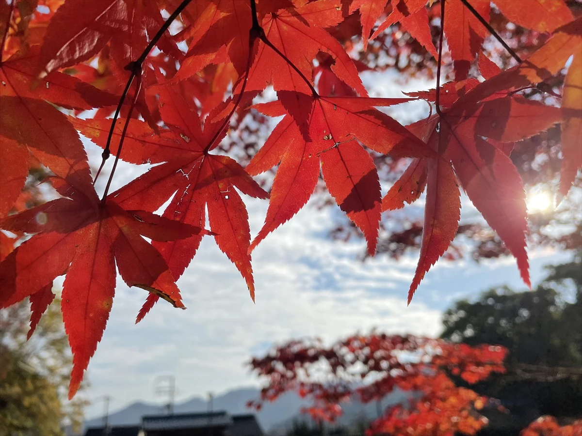 最上山公園 もみじ山